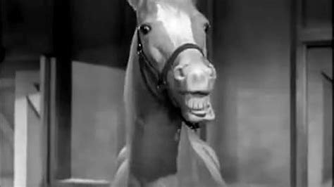 mr ed sitcom